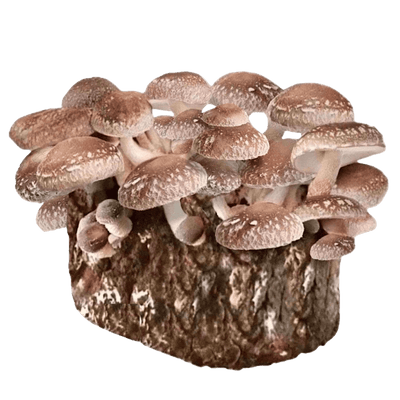 Shiitake Fruiting Block