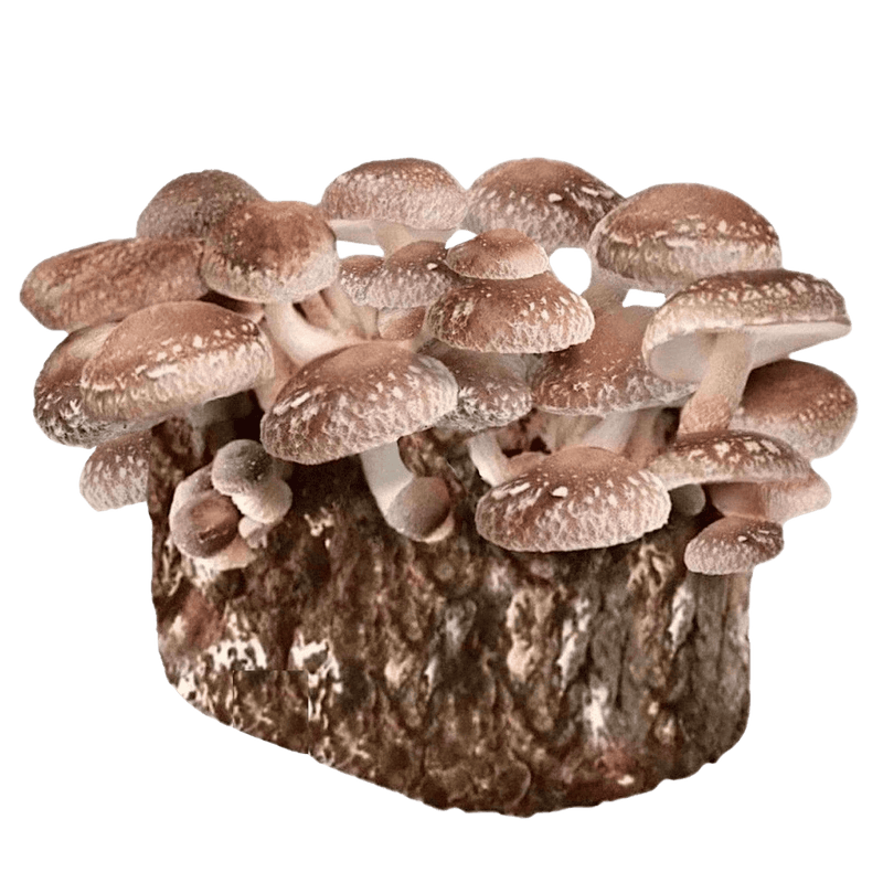 Fruiting Block Organic Shiitake Mushroom Grow Kit Fruiting Block