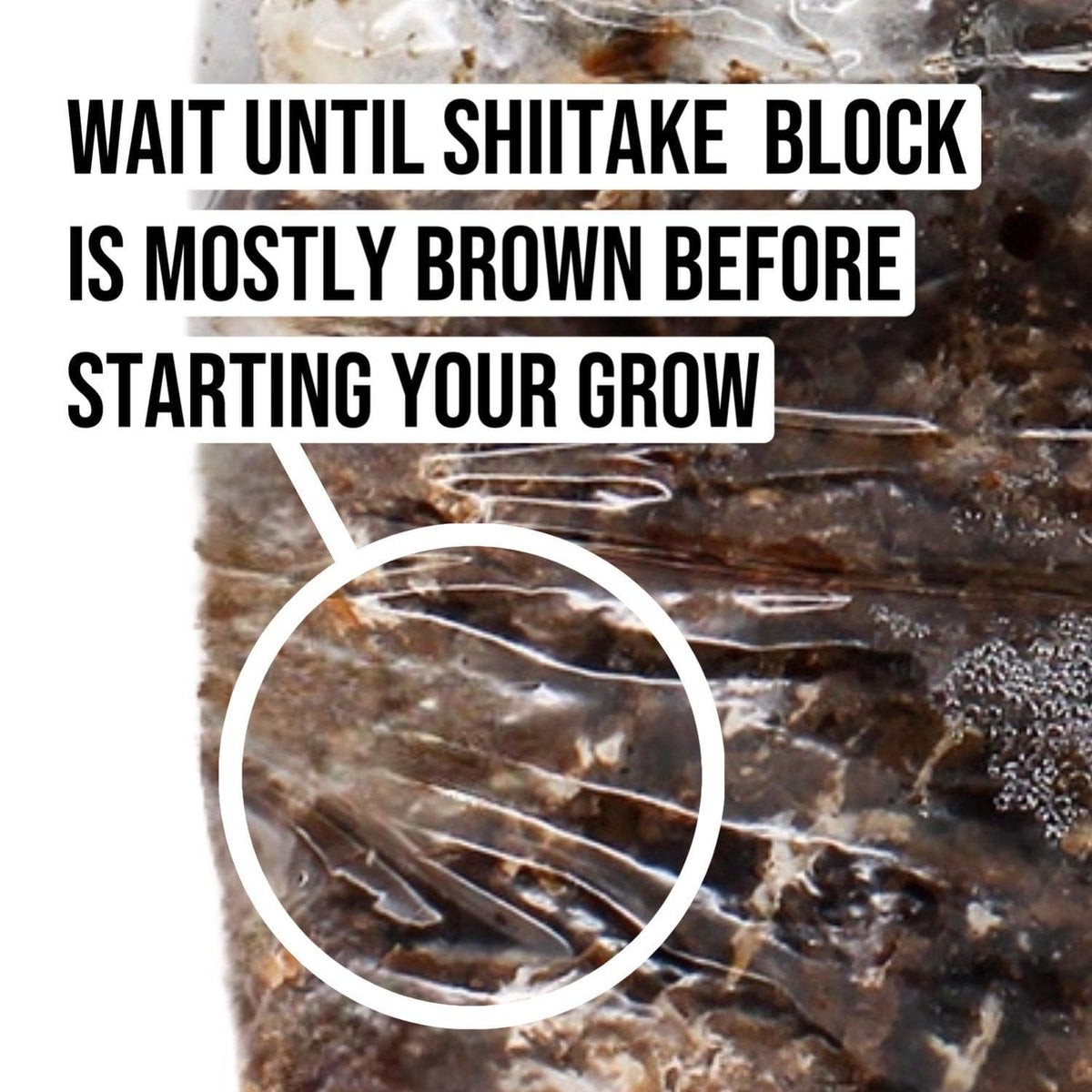 Fruiting Block Organic Shiitake Mushroom Grow Kit Fruiting Block