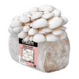 Image thumbnail: Fruiting Block Organic Snow Oyster Mushroom Grow Kit Fruiting Block
