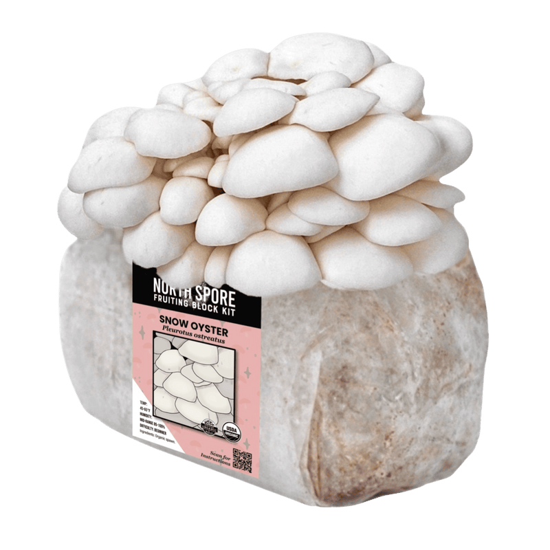 Fruiting Block Organic Snow Oyster Mushroom Grow Kit Fruiting Block