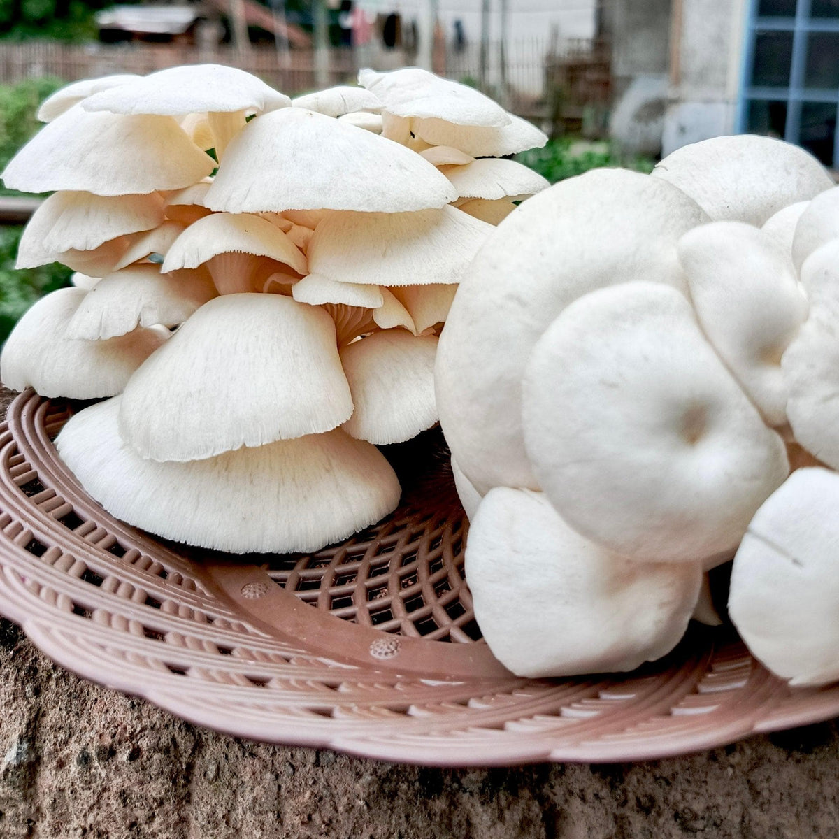 Fruiting Block Organic Snow Oyster Mushroom Grow Kit Fruiting Block