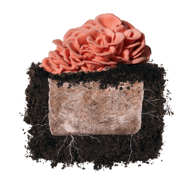 Pink Oyster 'Plant & Grow' Garden Block