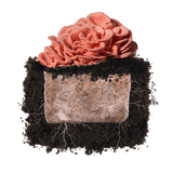 Image thumbnail: Fruiting Block Pink Oyster 'Plant & Grow' Garden Block