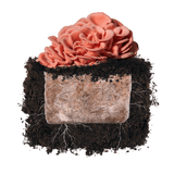 Image thumbnail: Fruiting Block Pink Oyster 'Plant & Grow' Garden Block