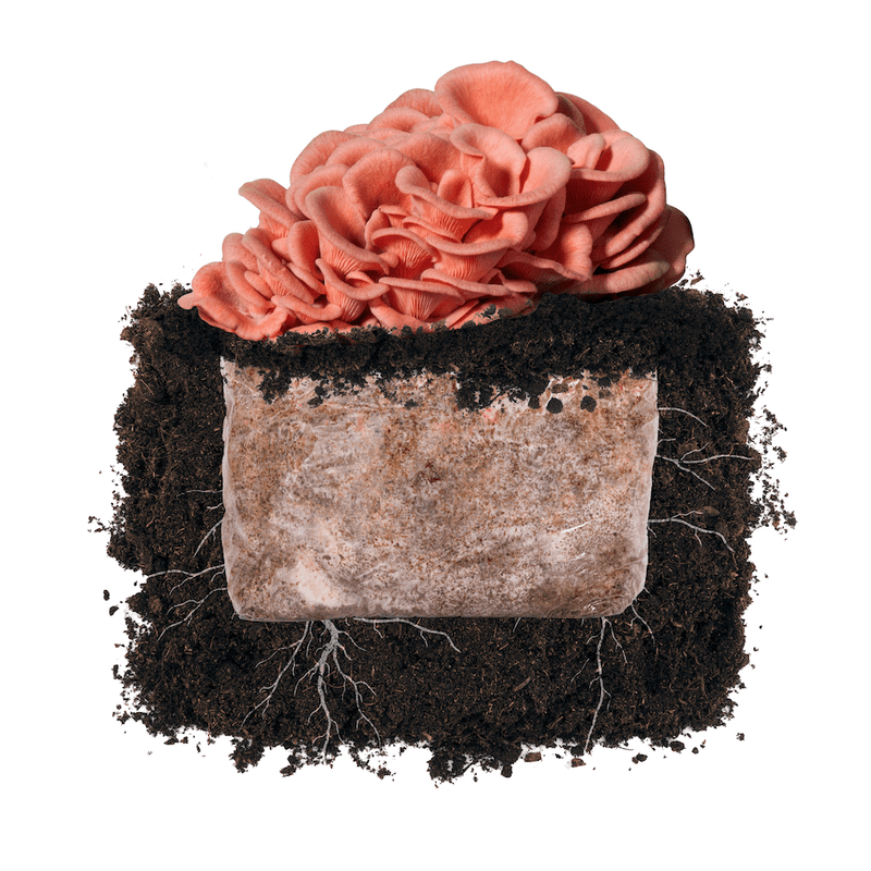 Fruiting Block Pink Oyster 'Plant & Grow' Garden Block