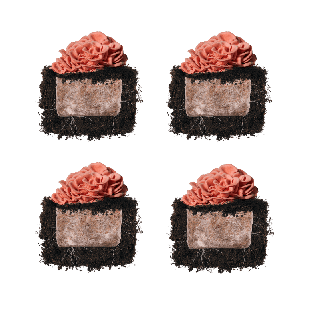 Fruiting Block Pink Oyster 'Plant & Grow' Mushroom Starter