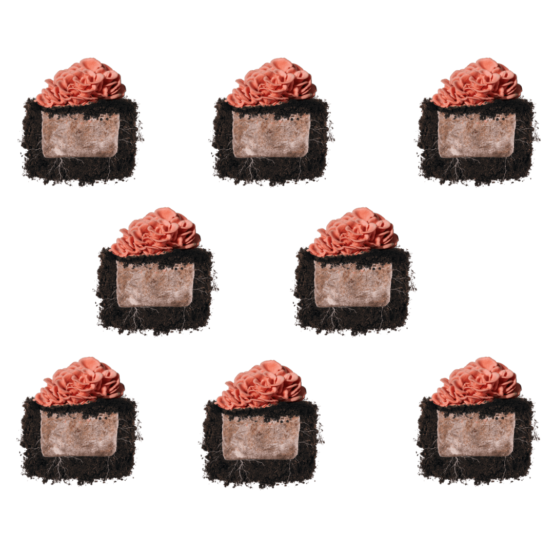 Fruiting Block Pink Oyster 'Plant & Grow' Mushroom Starter