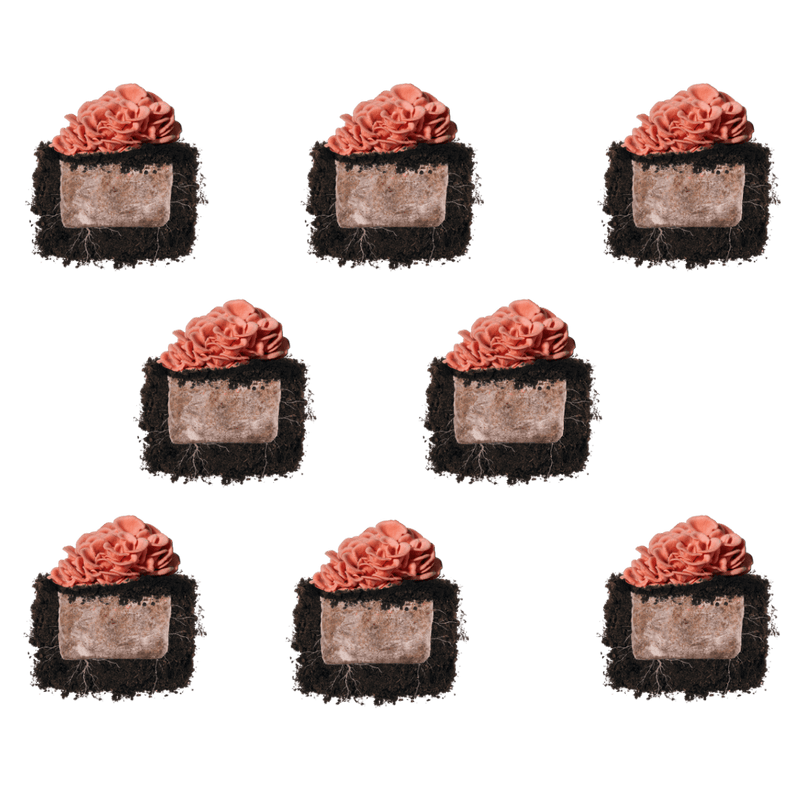 Fruiting Block Pink Oyster 'Plant & Grow' Mushroom Starter