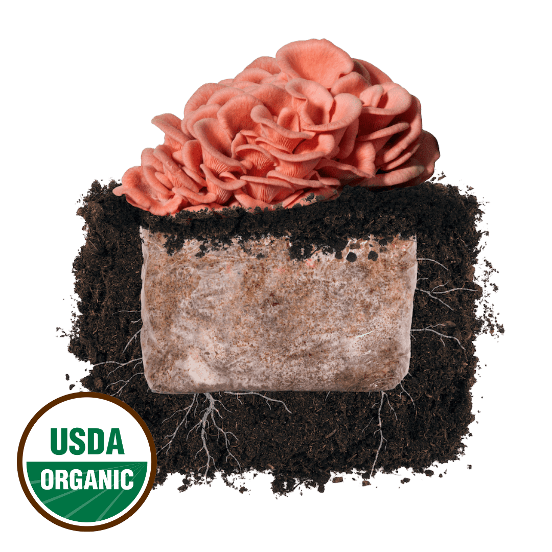 Fruiting Block Pink Oyster 'Plant & Grow' Mushroom Starter
