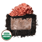 Image thumbnail: Fruiting Block Pink Oyster 'Plant & Grow' Mushroom Starter