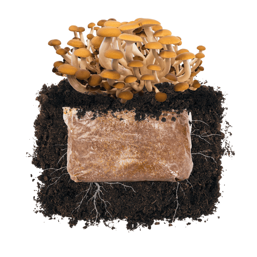 Fruiting Block Pioppino 'Plant & Grow' Garden Block