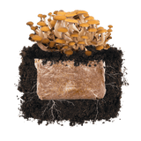 Image thumbnail: Fruiting Block Pioppino 'Plant & Grow' Garden Block