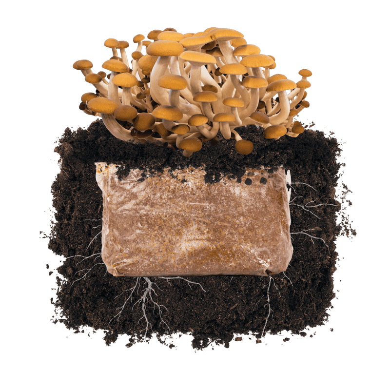 Fruiting Block Pioppino 'Plant & Grow' Garden Block