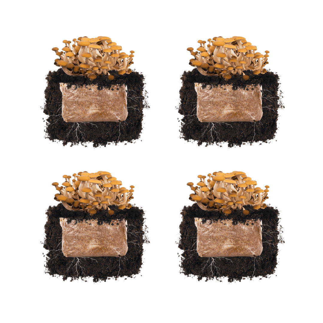 Fruiting Block Pioppino 'Plant & Grow' Mushroom Starter