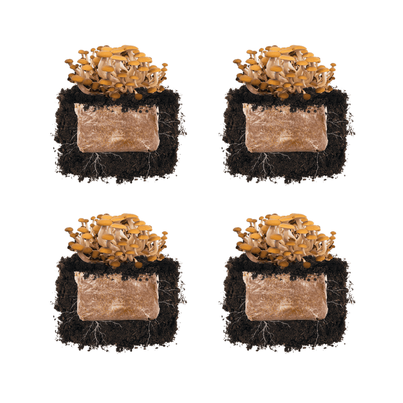 Fruiting Block Pioppino 'Plant & Grow' Mushroom Starter