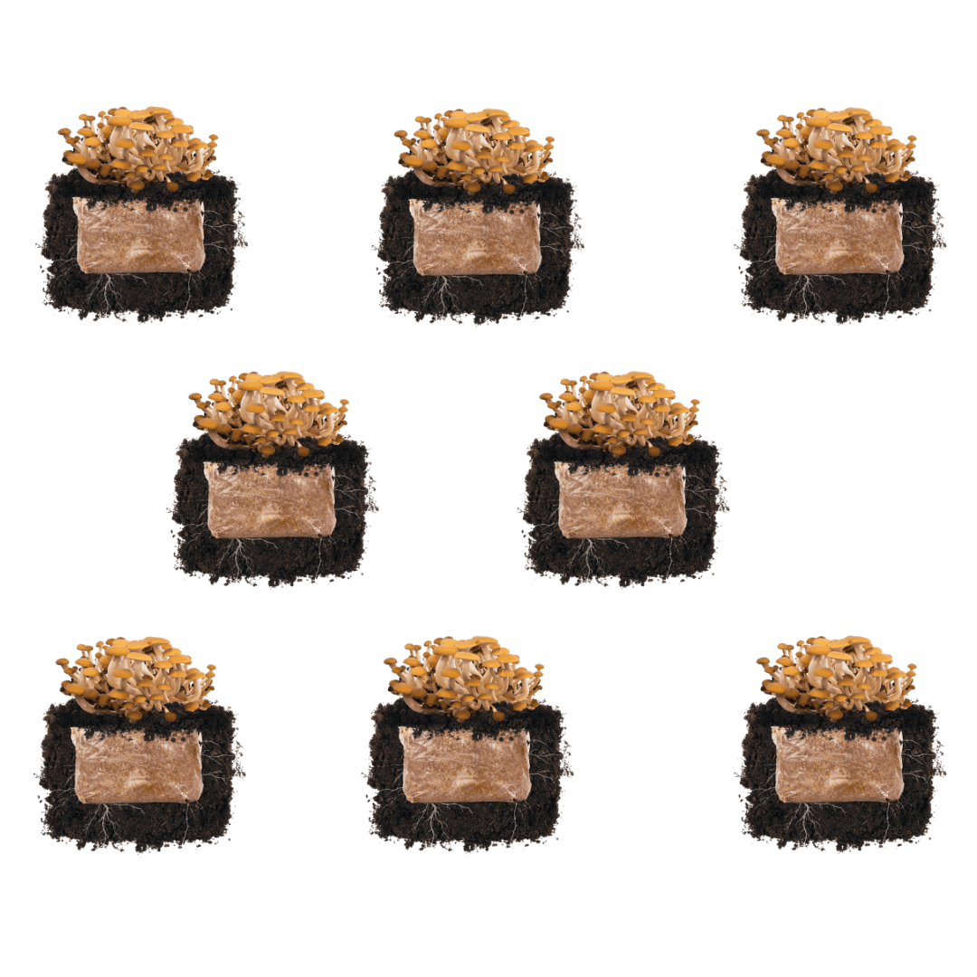 Fruiting Block Pioppino 'Plant & Grow' Mushroom Starter