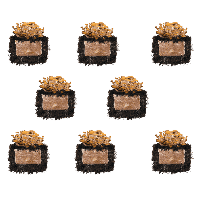 Fruiting Block Pioppino 'Plant & Grow' Mushroom Starter