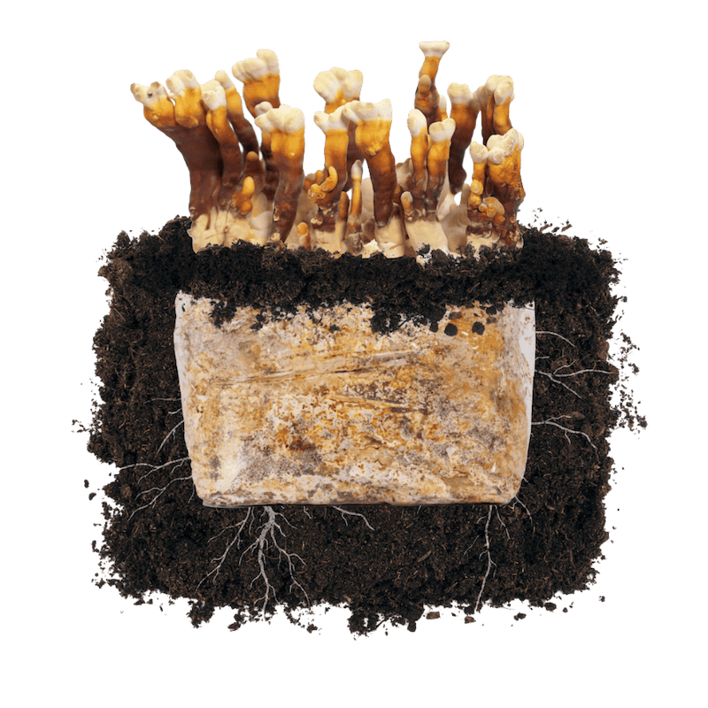 Fruiting Block Reishi 'Plant & Grow' Garden Block