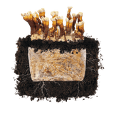 Image thumbnail: Fruiting Block Reishi 'Plant & Grow' Garden Block