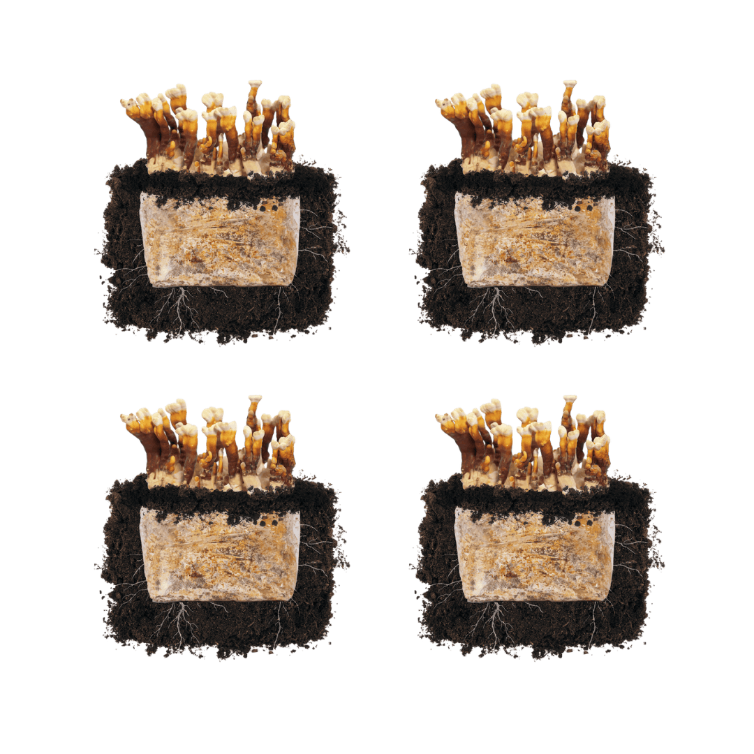 Fruiting Block Reishi 'Plant & Grow' Mushroom Starter Block