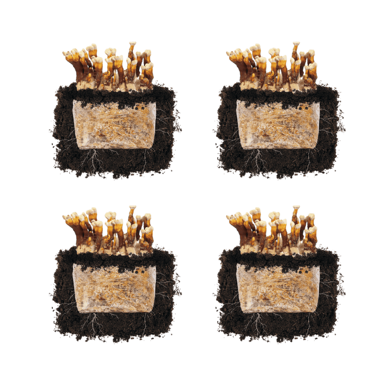 Fruiting Block Reishi 'Plant & Grow' Mushroom Starter Block