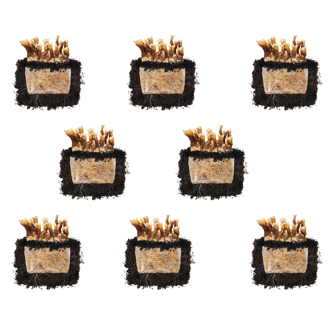 Fruiting Block Reishi 'Plant & Grow' Mushroom Starter Block