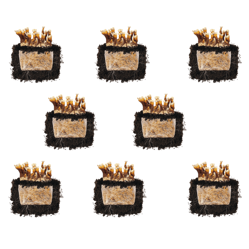 Fruiting Block Reishi 'Plant & Grow' Mushroom Starter Block