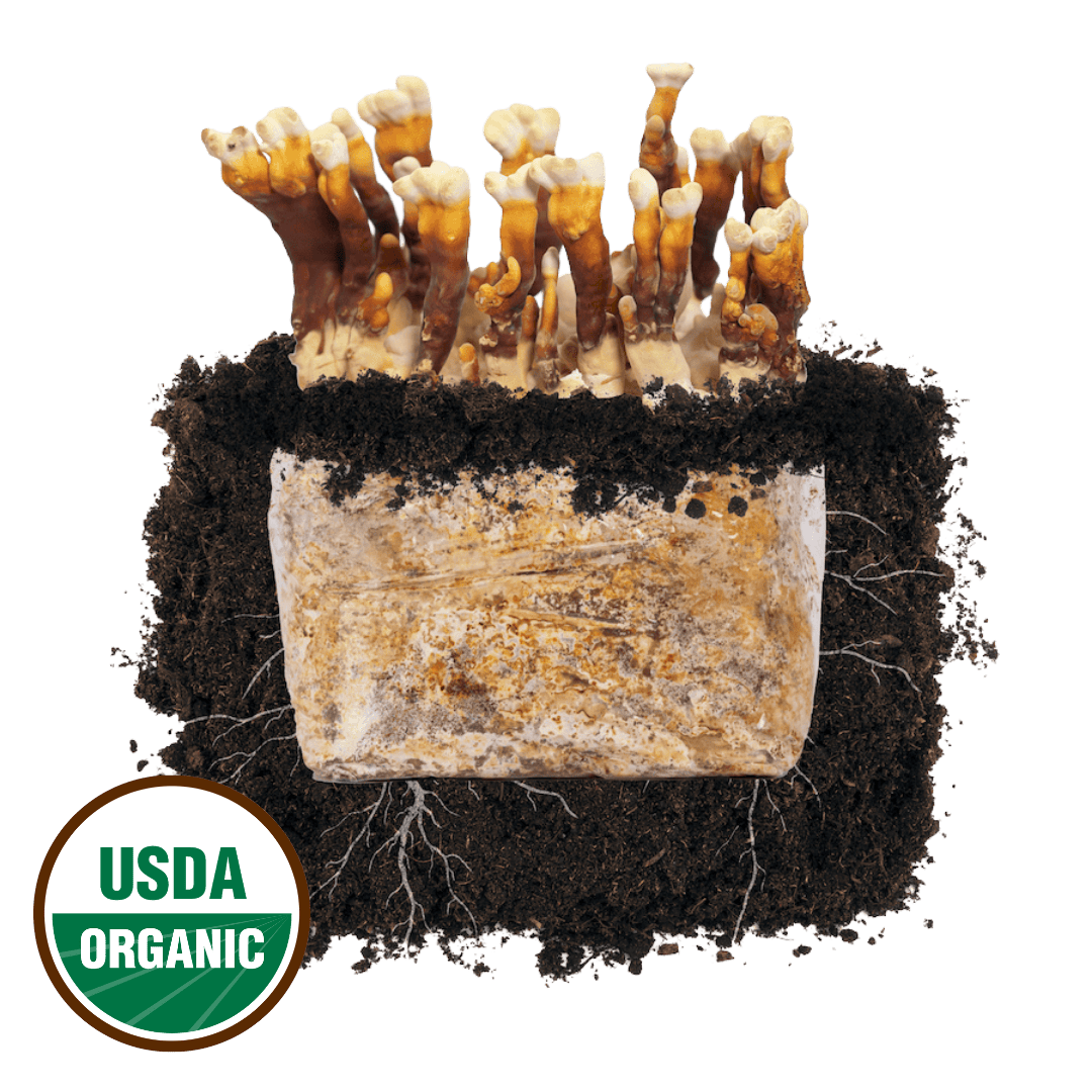 Fruiting Block Reishi 'Plant & Grow' Mushroom Starter Block
