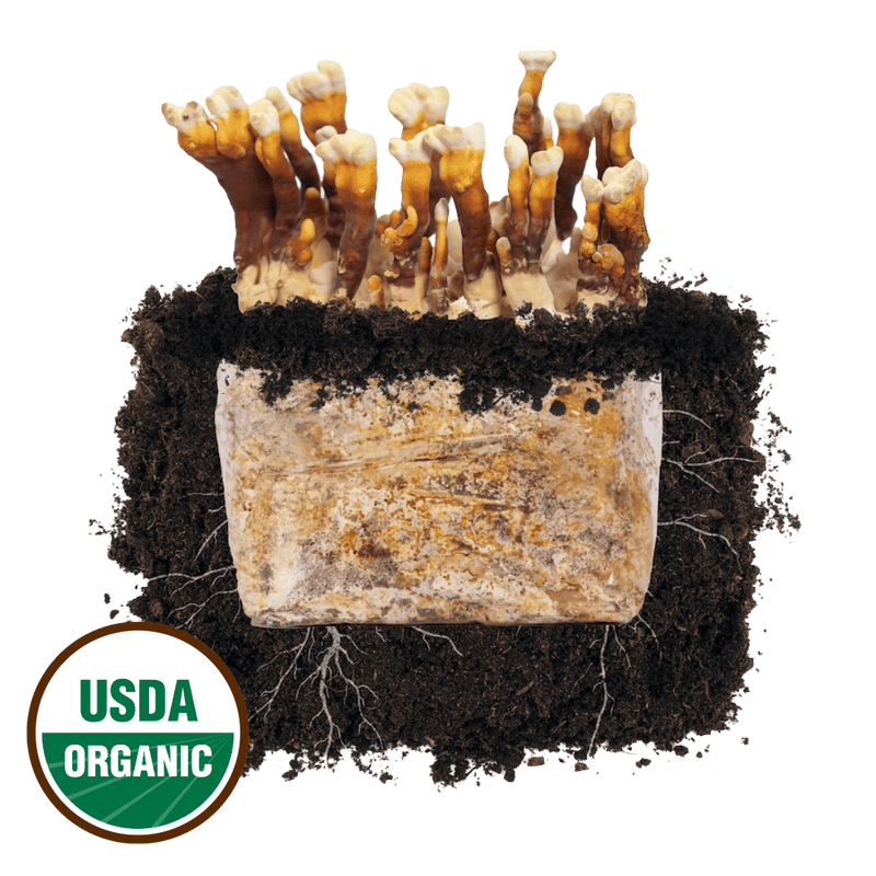Fruiting Block Reishi 'Plant & Grow' Mushroom Starter Block