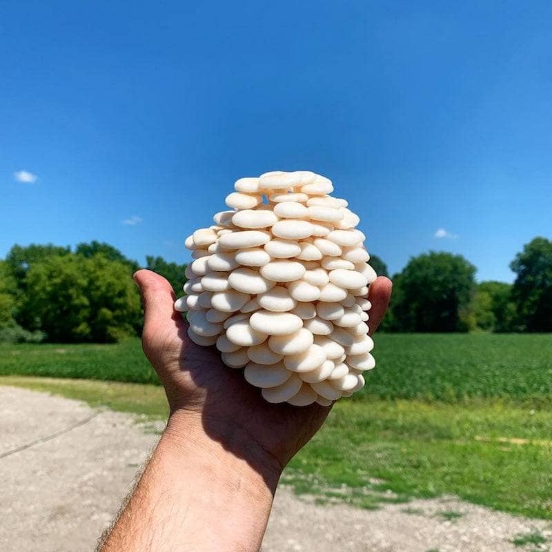 Fruiting Block Snow Oyster 'Plant & Grow' Garden Block