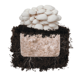 Image thumbnail: Fruiting Block Snow Oyster 'Plant & Grow' Garden Block