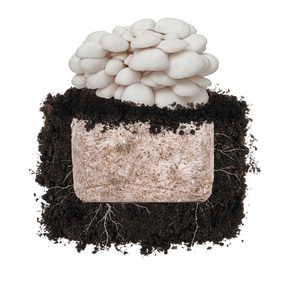 Snow Oyster 'Plant & Grow' Garden Block