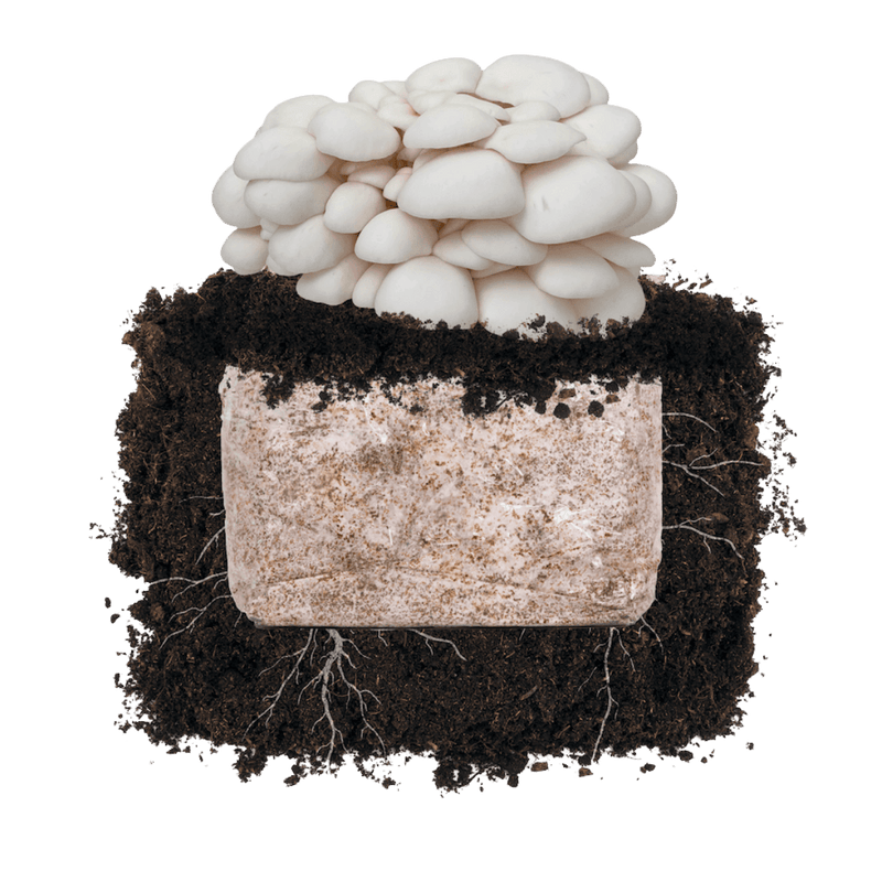 Fruiting Block Snow Oyster 'Plant & Grow' Garden Block