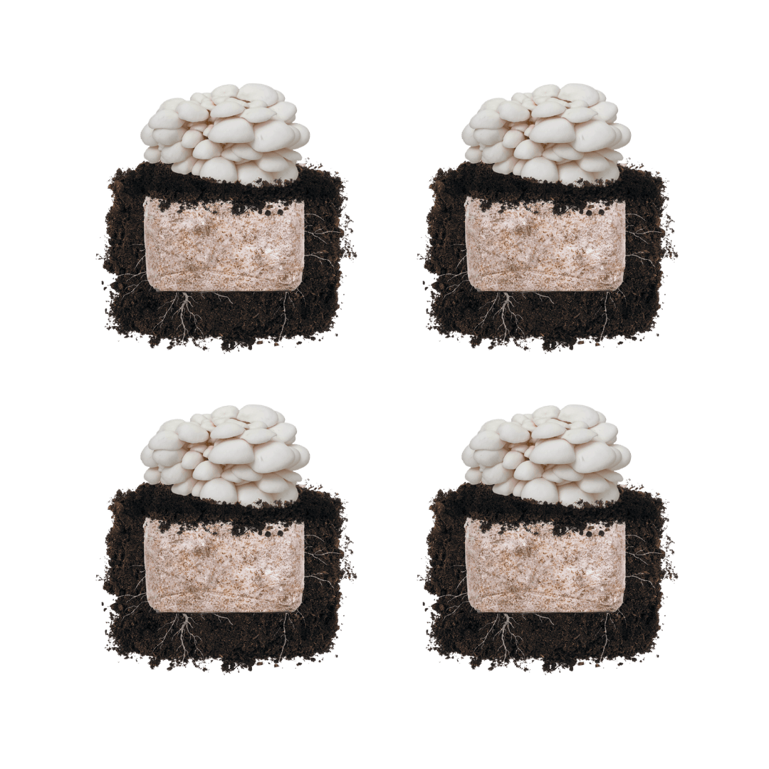 Fruiting Block Snow Oyster 'Plant & Grow' Mushroom Starter