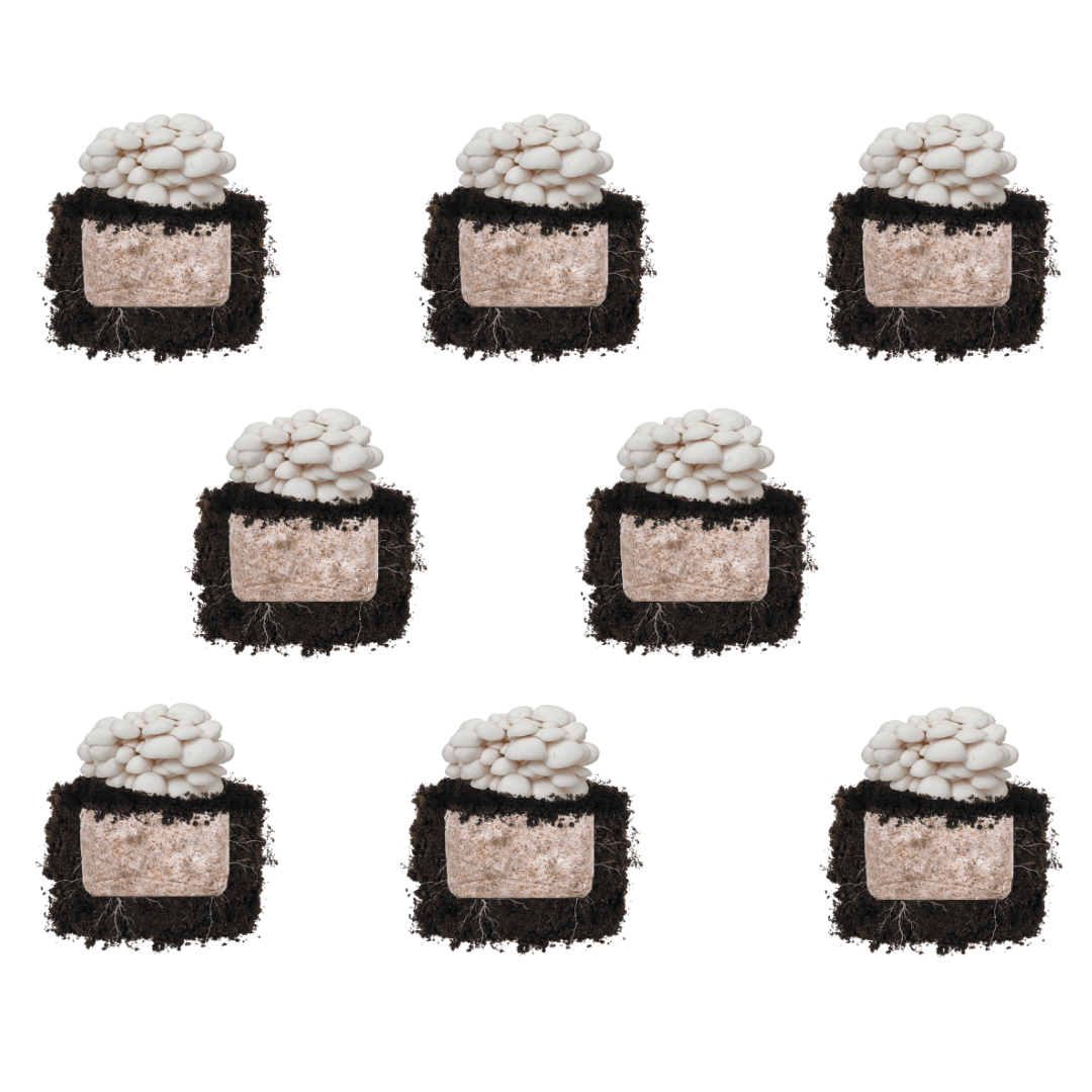 Fruiting Block Snow Oyster 'Plant & Grow' Mushroom Starter