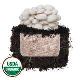 Image thumbnail: Fruiting Block Snow Oyster 'Plant & Grow' Mushroom Starter