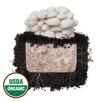 Snow Oyster 'Plant & Grow' Mushroom Starter Block