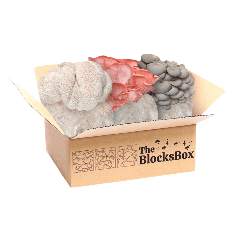 Fruiting Block 'The BlocksBox' Organic Mushroom Grow Kit Subscription