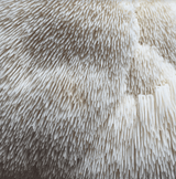 Image thumbnail: Gift a Year of Mushrooms