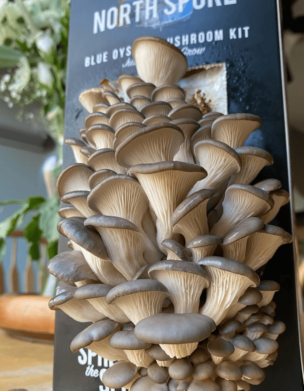Gift a Year of Mushrooms