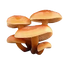 Cluster of four orange-brown mushrooms with smooth, rounded caps and thick stems, isolated on a white background.