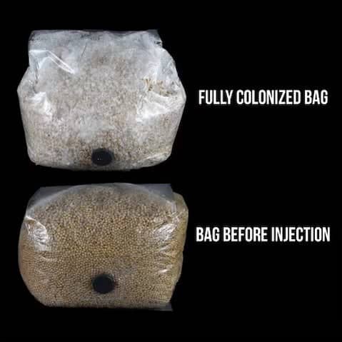 Two bags labeled 'Fully Colonized Bag' and 'Bag Before Injection' on a black background.