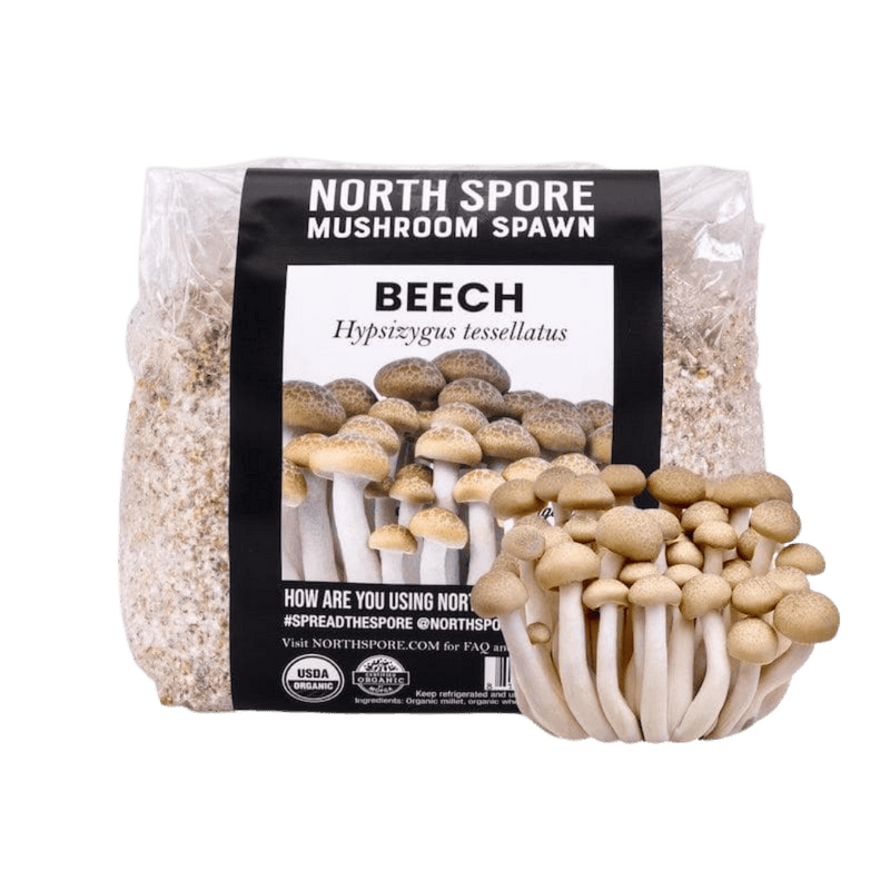 Grain Spawn Organic Beech Mushroom Grain Spawn