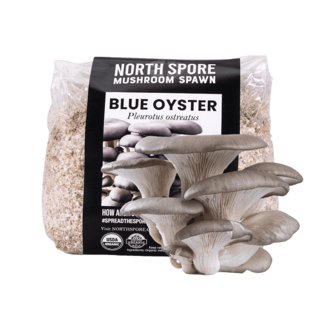 Organic Blue Oyster Mushroom Grain Spawn