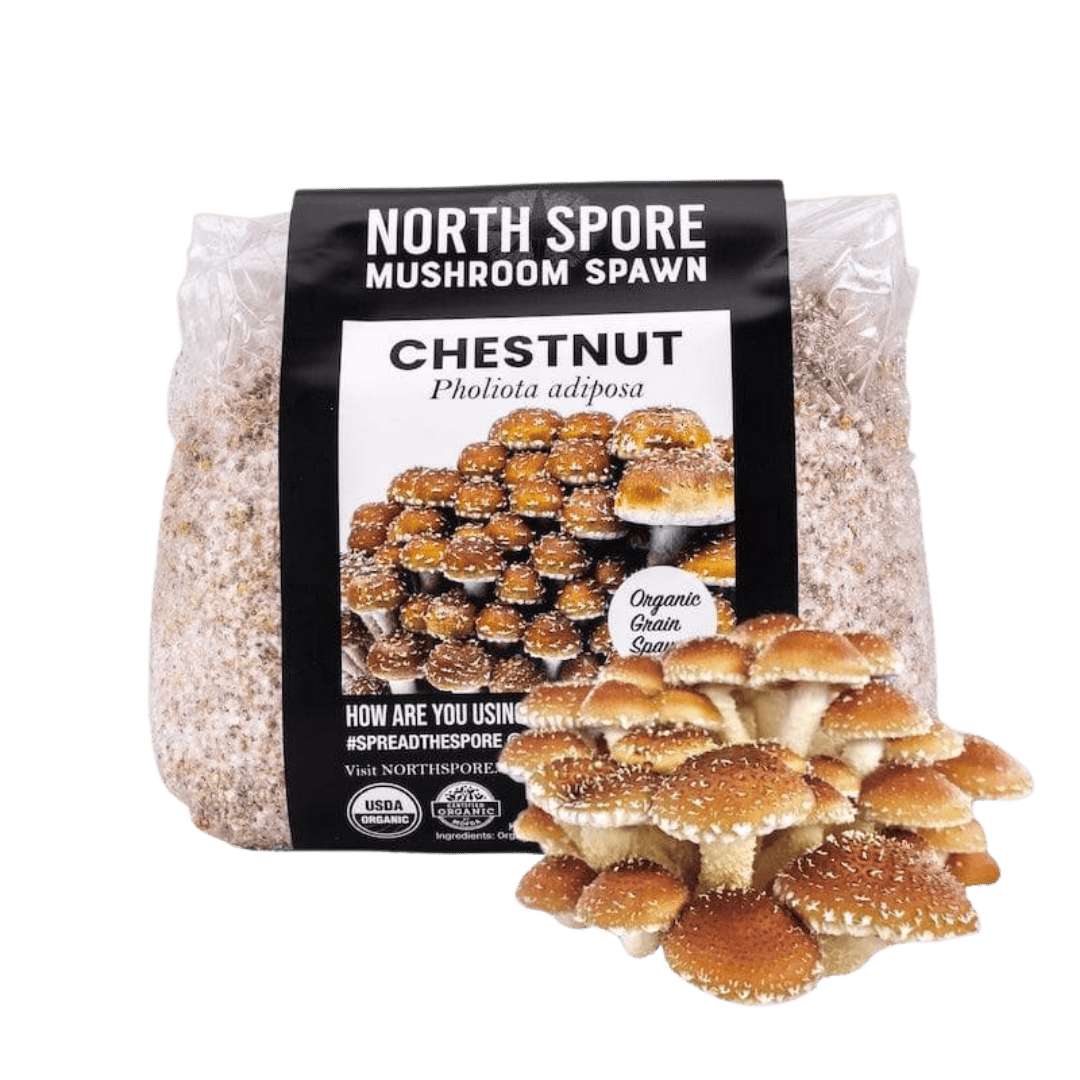 Grain Spawn Organic Chestnut Mushroom Grain Spawn