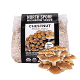 Image thumbnail: Grain Spawn Organic Chestnut Mushroom Grain Spawn