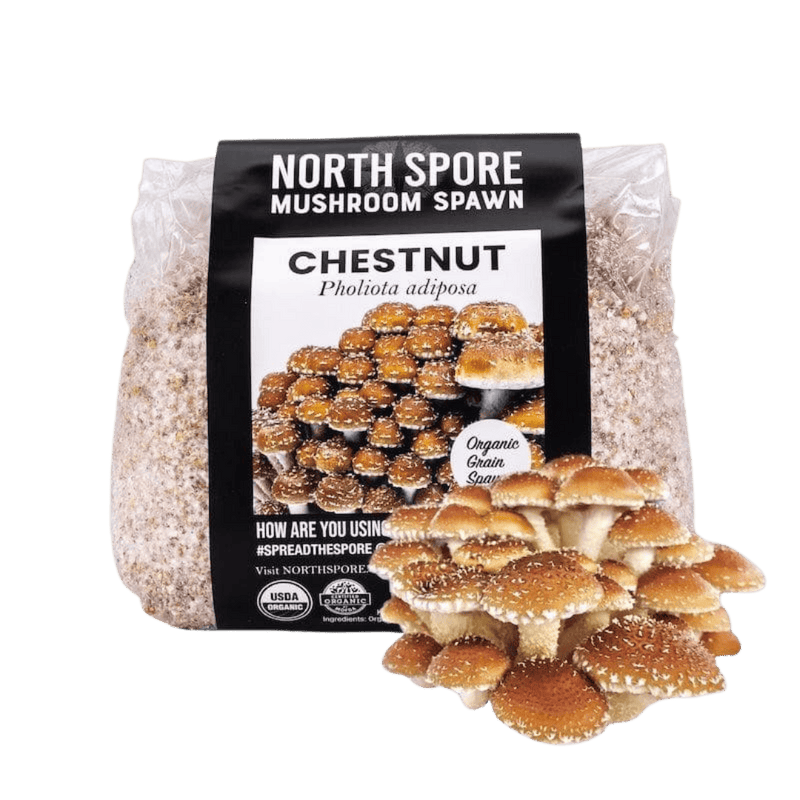 Grain Spawn Organic Chestnut Mushroom Grain Spawn
