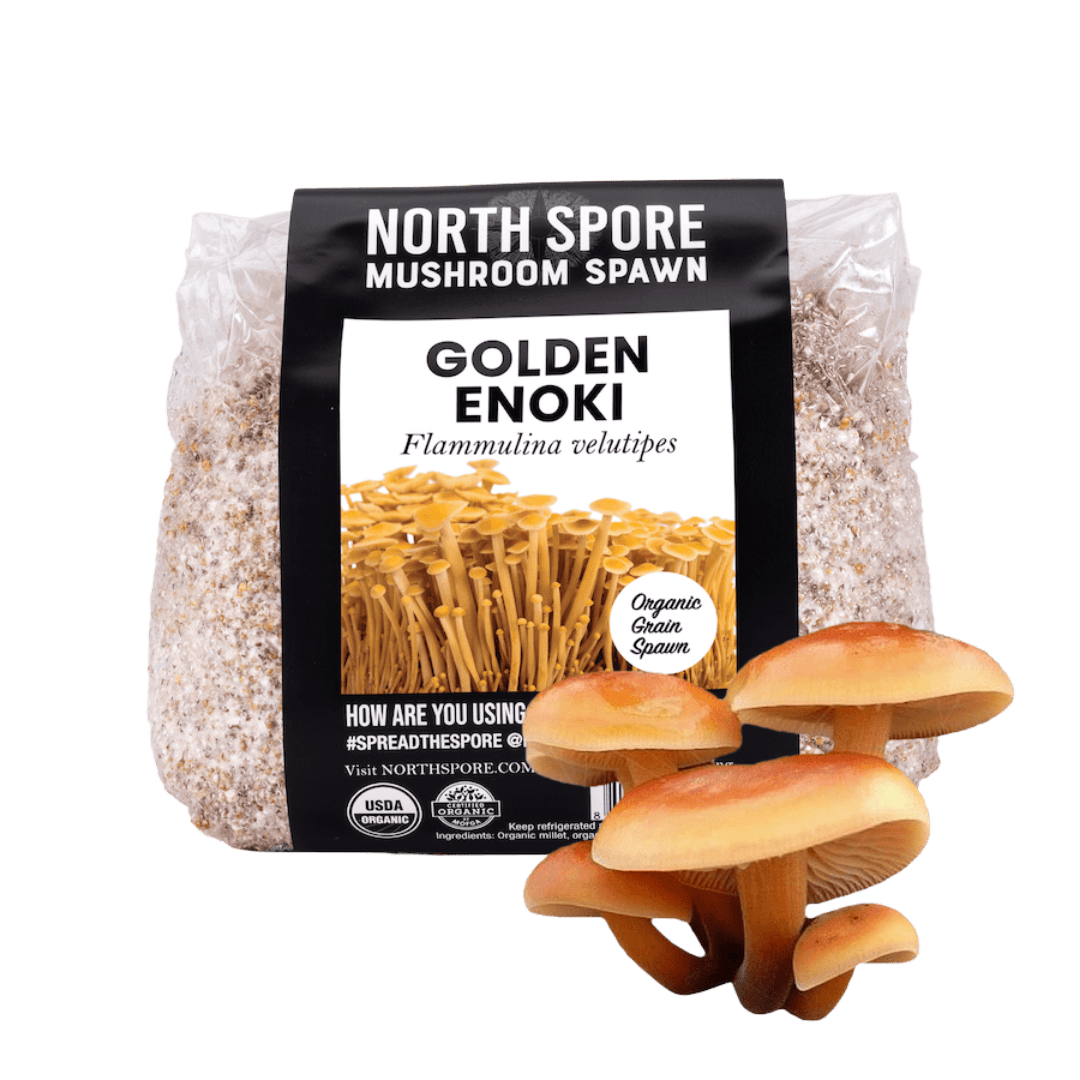 Grain Spawn Organic Golden Enoki Mushroom Grain Spawn