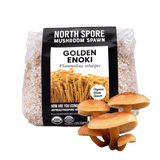 Image thumbnail: Grain Spawn Organic Golden Enoki Mushroom Grain Spawn